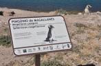 Pinguim de Magalhães, a expécie mais comum na Península Valdés, no litoral da  patagônia argentina